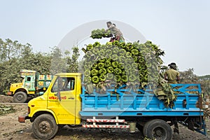 Labors are loading to pickup van on green bananas.