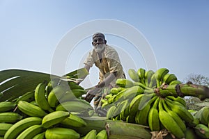 Labors are loading to pickup van on green bananas.