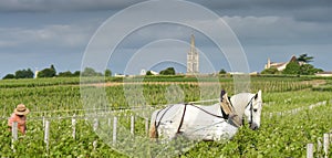 Labour Vineyard with a draft white horse-Saint-Emilion