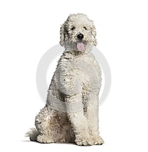 Labradoodle, 1 year old, sitting in front of white background