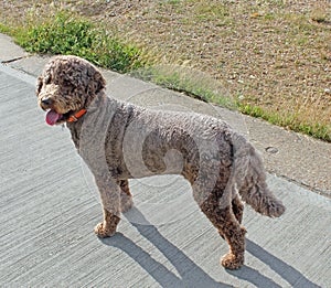 Labradoodle