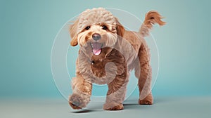 Labradoodle