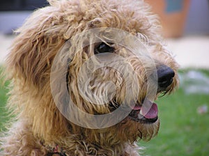 Labradoodle