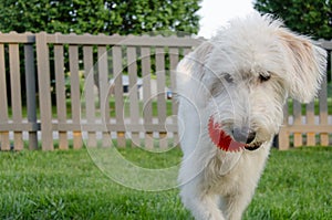 Labradoodle Carrying Ball Action