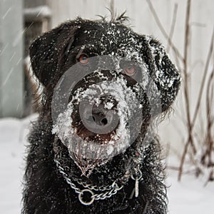 Labradoodle Covered in Snow