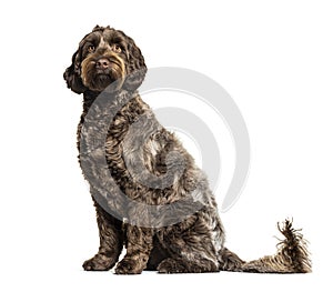 Labradoodle, crossbreed dog between labrador and toy poodle