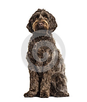 Labradoodle, crossbreed dog between labrador and toy poodle