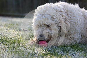 Labradoodle dog with ball