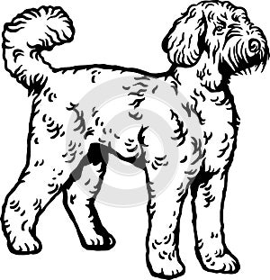 Labradoodle - Dog Breed, Funny dog Vector File, detailed vector