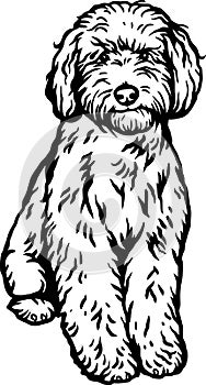 Labradoodle - Dog Breed, Funny dog Vector File, detailed vector