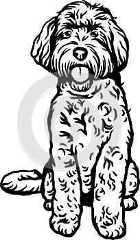 Labradoodle - Dog Breed, Funny dog Vector File, detailed vector