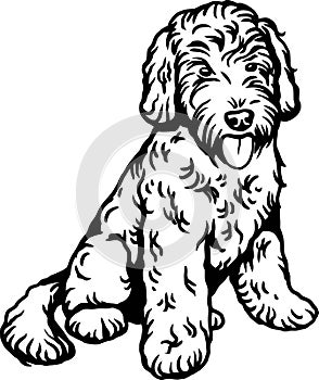 Labradoodle - Dog Breed, Funny dog Vector File, detailed vector