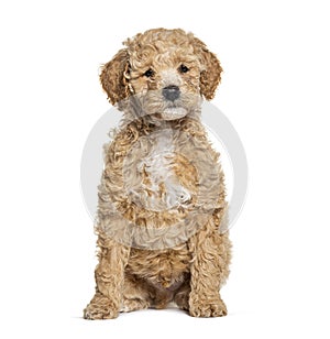 Labradoodle dog, crossbreed Poodle with labrador, looking at the camera, isolated on white