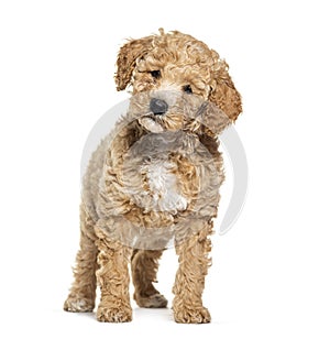 Labradoodle dog, crossbreed Poodle with labrador, looking at the camera, isolated on white