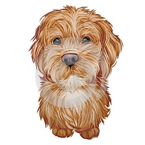 Labradoodle dog digital art illustration of cute canine animal. Crossbreed dog created by crossing Labrador retriever