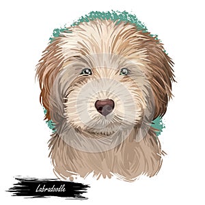 Labradoodle dog digital art illustration of cute canine animal. Crossbreed dog created by crossing Labrador retriever and Standard