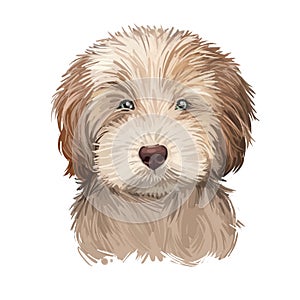 Labradoodle dog digital art illustration of cute canine animal. Crossbreed dog created by crossing Labrador retriever and Standard