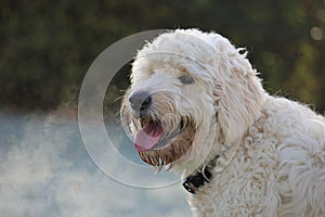 Labradoodle dog on a frosty day