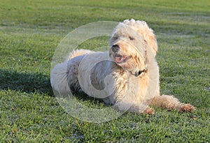 Labradoodle dog on grass