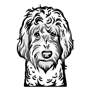 Labradoodle dog head - vector isolated illustration on white background