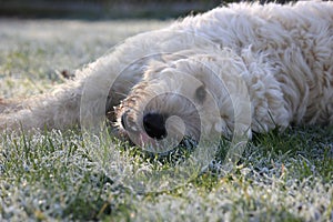 Labradoodle dog laying on grass