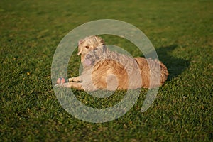 Labradoodle dog laying in grass with ball