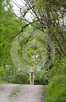 Labradoodle dog in the outdoors