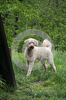 Labradoodle dog in the outdoors
