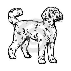 Labradoodle dog pose- vector isolated illustration on white background