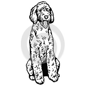 Labradoodle dog sitting pose- vector isolated illustration on white background