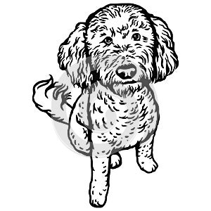 Labradoodle dog sitting pose - vector isolated illustration on white background