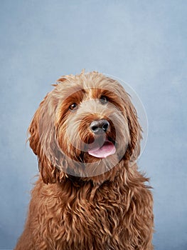 A Labradoodle dog smiles with a cheerful demeanor, against a soft blue background