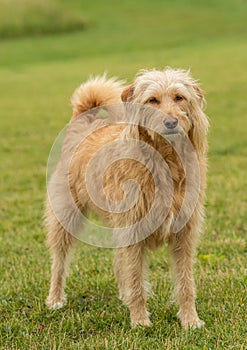 Labradoodle dog standing alert in grass field