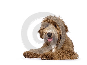 Labradoodle dog on white background