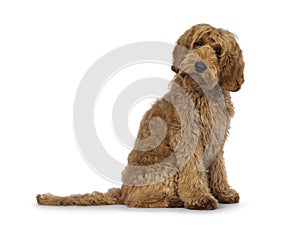 Labradoodle dog on white background