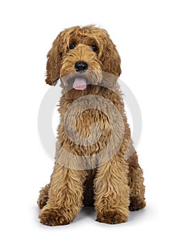 Labradoodle dog on white background