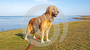 Labradoodle on the dyke in nature in the Netherlands photo