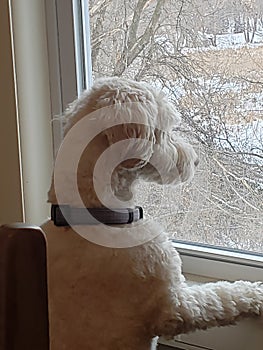 Labradoodle gazing out window