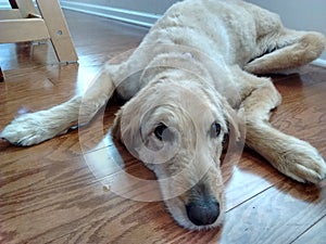 Labradoodle laying on floor