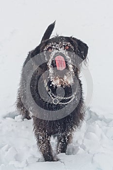 Labradoodle Licking Nose