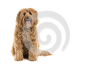 Labradoodle looking at the camera sitting on a white background