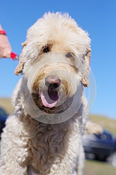 Labradoodle Looking at the Camera During Summer Walk