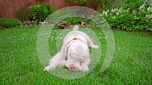 Labradoodle lying down at green lawn. Dog licking lips. White dog on grass