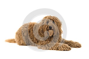 Labradoodle lying down and looking at the camera on a white background