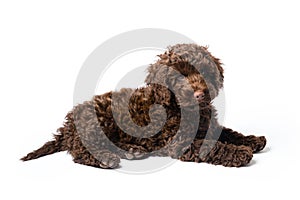 Labradoodle Mini Puppy