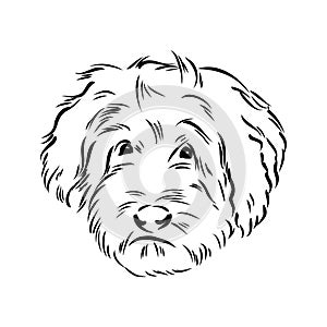 Labradoodle Mix dog - vector isolated illustration on white background