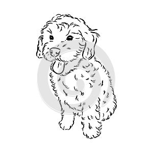 Labradoodle Mix dog - vector isolated illustration on white background