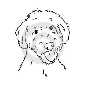 Labradoodle Mix dog - vector isolated illustration on white background