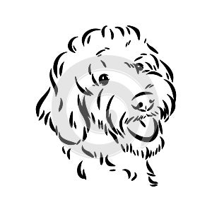 Labradoodle Mix dog - vector isolated illustration on white background