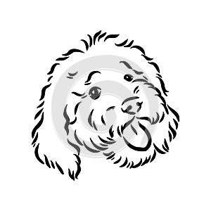 Labradoodle Mix dog - vector isolated illustration on white background